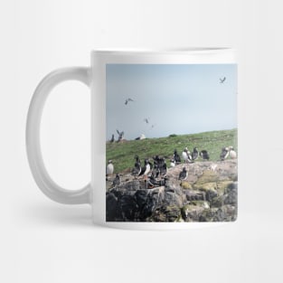 Puffins colony on the Farne islands, Northumberland, UK Mug